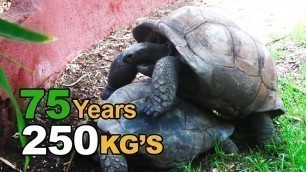 'Cute tortoise videos | Funny tortoise videos | Funny Turtle |  turtles'