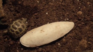 'new food for my horsefield tortoise she loves it .. she finally eats infront of me'