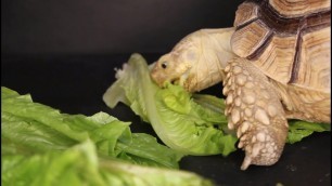 'Tortoise Eating Vegetables - Crunchy Eating Sounds ASMR'