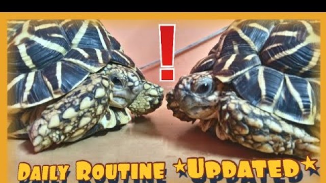 'Star Tortoise DAILY ROUTINE *UPDATED*'