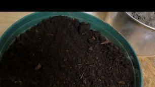 'Tips How to Create a fungal dominated compost tea to (Balance) Out Soil Food Web'