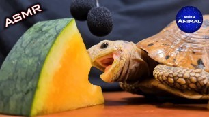 'Tortoise Eating Yellow Watermelon ASMR Turtle 