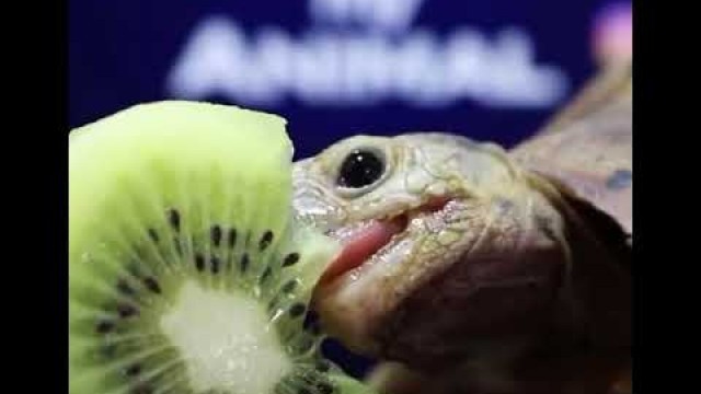 '#Relaxing video of #tortoise eating kiwi'