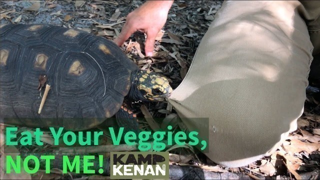 'How To Make Your Tortoise Eat Greens!'