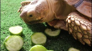 'Cute Tortoise Eating ASMR'