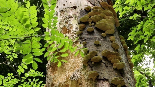 '59 Degrees Academy: the Soil Food Web'