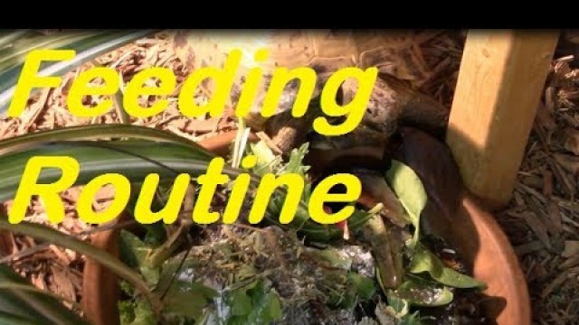 'Russian Tortoise Feeding Routine'