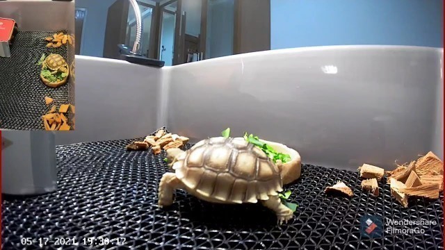 'Baby tortoise sulcata Eat and walk ASMR  |  day #1'