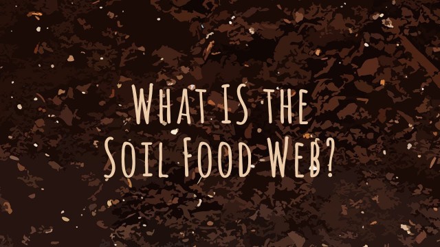 'What IS The Soil FoodWeb?'