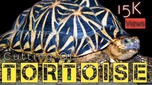 'How to cutting the tortoise.....?//If you want to eat turtle .... here are the methods you should do'