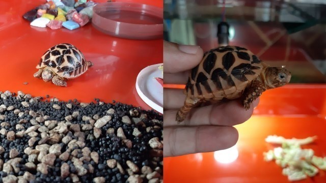 'Indian star tortoise baby eating food || animal ASMR || tortoise ASMR'