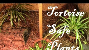 'Tortoise-Safe Plants'