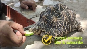 '! Tortoise eating food video !! Tortoise video !! Cutes3 animals !!#3'