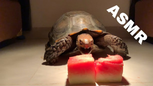 'Big Tortoise Eating Watermelon ASMR 