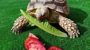 'Tortoise eating tomato and lettuce'