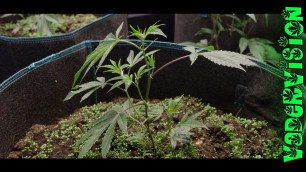 'Building Organic Living Soil for Medical Cannabis!'