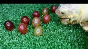 'Tortoise eating grape ASMR juicy fruit - Turtle Lovers'