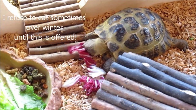 'Cute Pet Ernie the Horsefield Tortoise - eating his favourite food'