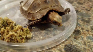 'Baby tortoise cant open mouth to feed'