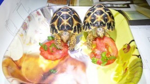 'Indian Star tortoise  eating'