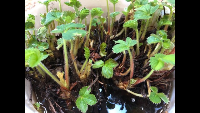 'Growing Soil With Strawberries'