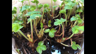 'Growing Soil With Strawberries'