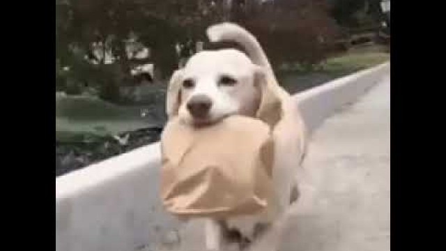 'Dog runs with a food sack'