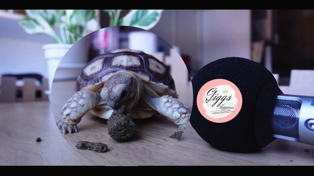 '[ASMR]Baby sulcata tortoise eating Grain food Good or Bad ??'