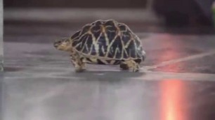 'Amazing things in the world! This Tortoise eats only Chili Rice Foods'