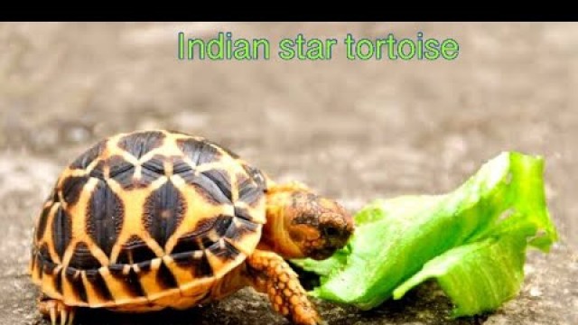 'Baby INDIAN star tortoise eating food'