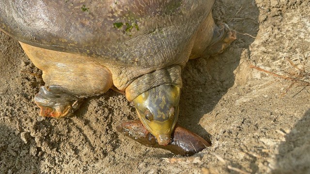 'Hungry Tortoise Searching food for eating  Tortoise eating Fish'