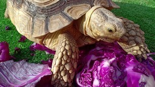 'Tortoise eating purple cabbage'
