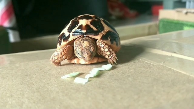 'Arya 1 month baby Indian Star Tortoise eating food'