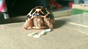 'Arya 1 month baby Indian Star Tortoise eating food'