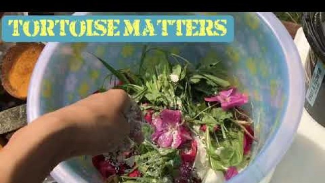'Tortoise Feeding guide - preparing a varied meal - natural healthy feeding - how to care'