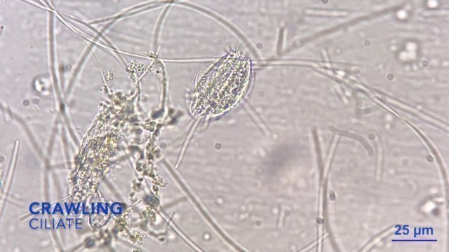 'Crawling ciliate in living soil - the soil food web in action'