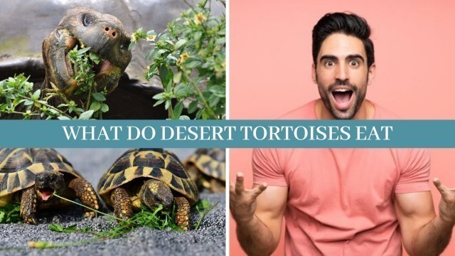 'What do desert tortoises eat || 10 facts about desert tortoise || 10 best foods for desert tortoise'