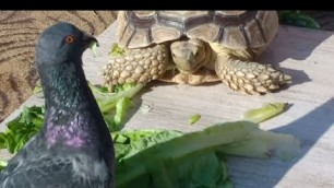'Tortoise and Pigeon Eating Vegetables ASMR'