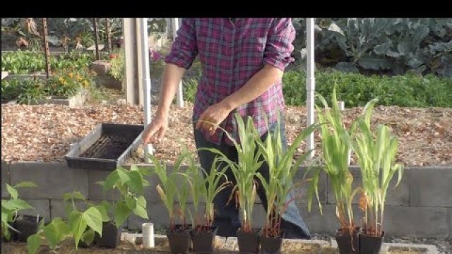 'Living soil Bean-Corn Experiment - the soil food web in action'