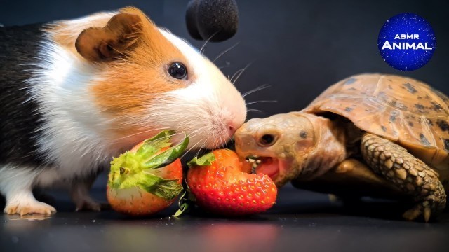 'Tortoise & Guinea Pig Eating Strawberry ASMR Turtle 