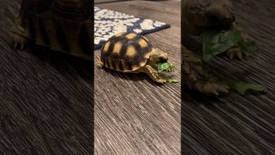 'Sulcata Tortoise Eating'