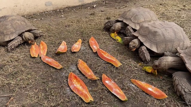 'Feeding papaya to tortoises! (Sulcata Tortoise )'
