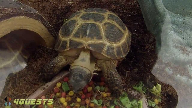 'RUSSIAN TORTOISE (Time to Eat Food)'