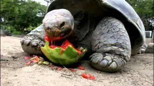 'Galapagos tortoise: World’s Biggest tortoise can eat 70 lb food per day!'
