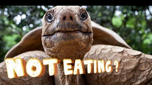 'What to do if tortoise is not eating food. Tortoise refusing food'