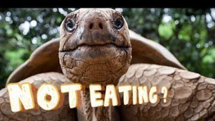 'What to do if tortoise is not eating food. Tortoise refusing food'