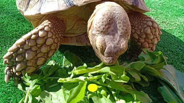 'Tortoise Eating Spinach and Watercress - Eating Sounds ASMR'