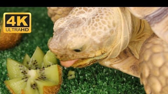 'Tortoise Eating Green Kiwi Fruit - 4K ASMR Video'