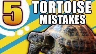 '5 Common Russian Tortoise Care Mistakes!'