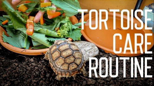 'Tortoise Daily Care Routine | Feeding Time'